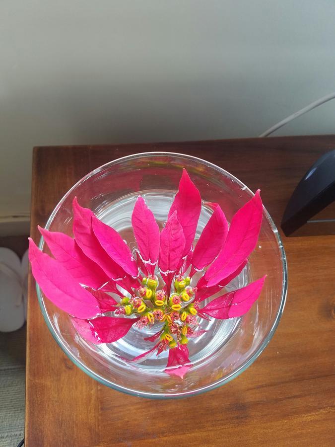 Lam Phan Hotel Villa 大叻 外观 照片